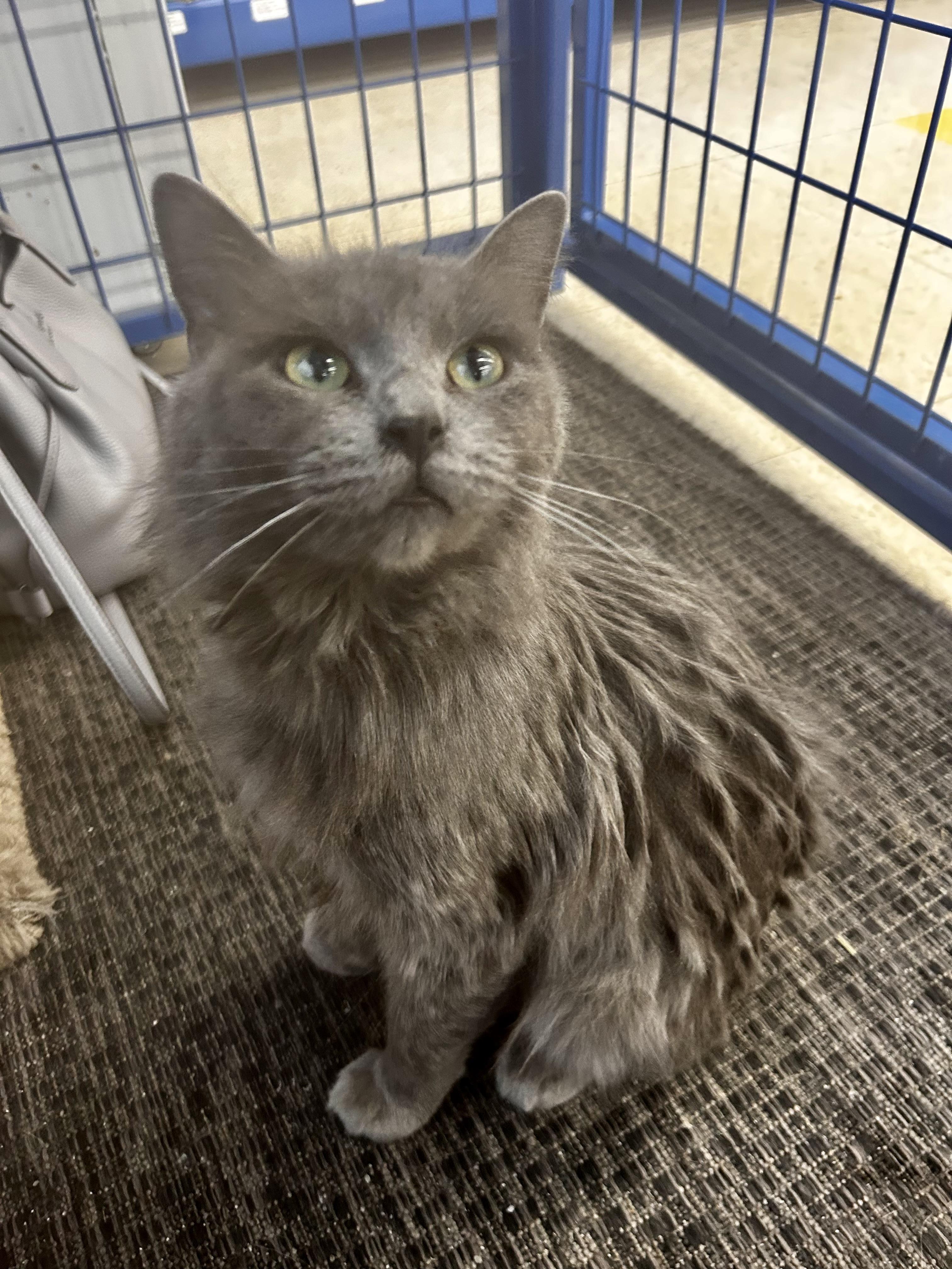 Princess Donut - CHOW HOUND, ADOPTABLE, Young Female Domestic Medium Hair.