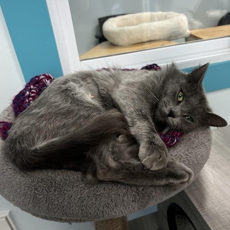 Enlarge Princess Donut - CHOW HOUND, a ADOPTABLE Domestic Medium Hair in Grand Rapids, MI image 4/6