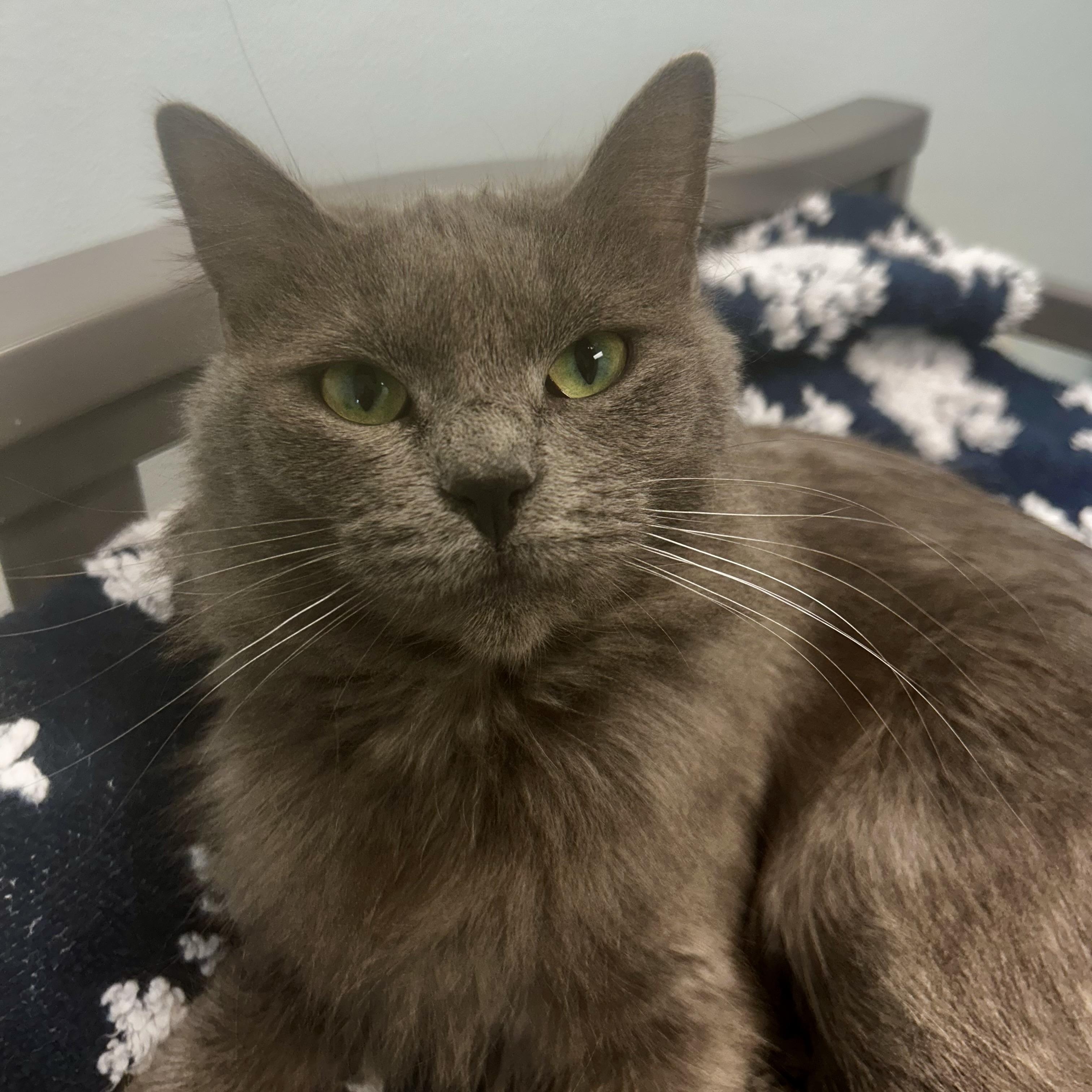 Enlarge Princess Donut - CHOW HOUND, a ADOPTABLE Domestic Medium Hair in Grand Rapids, MI image 1/6