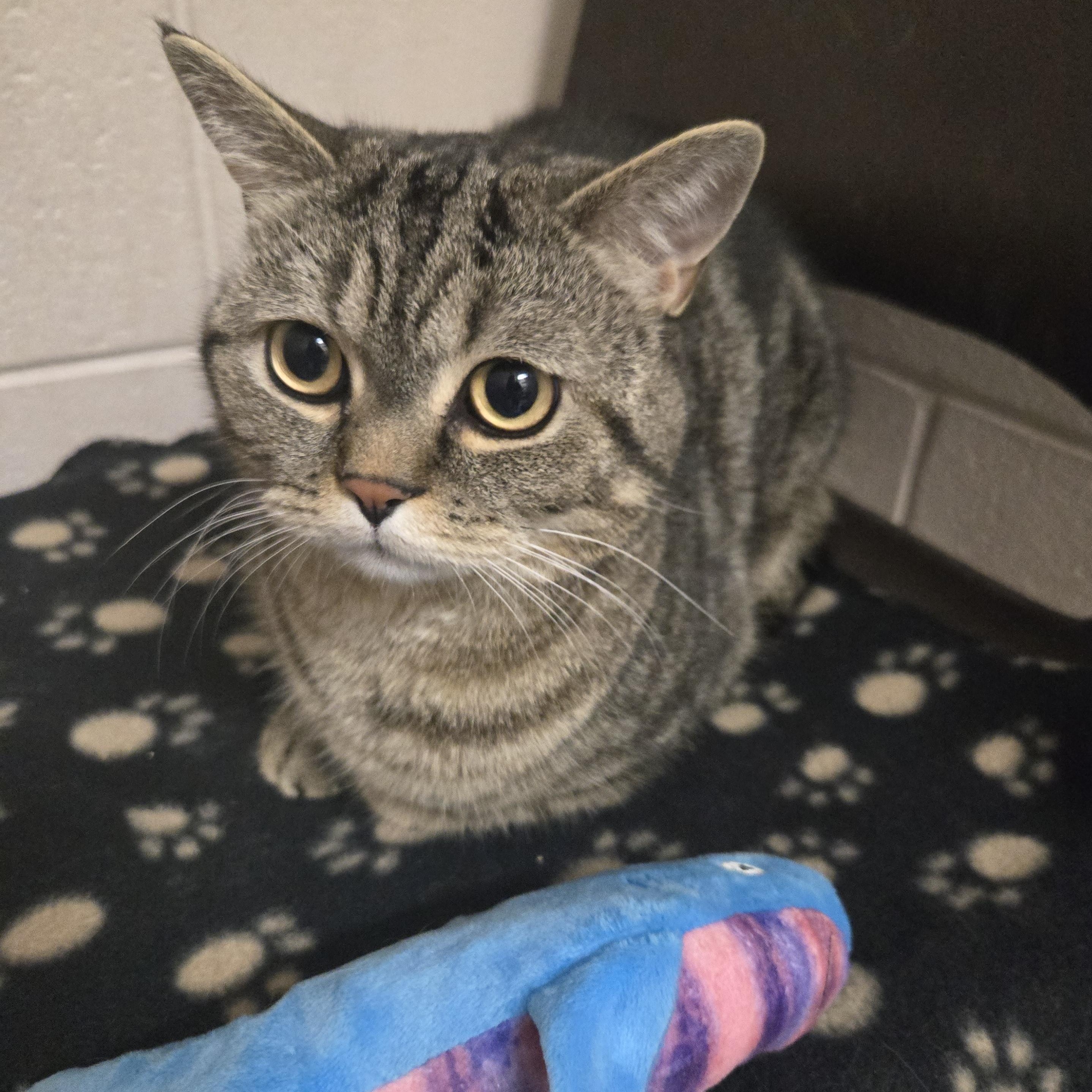 Enlarge Finn, a ADOPTABLE mixed breed in Bowmanville, ON image 2/3