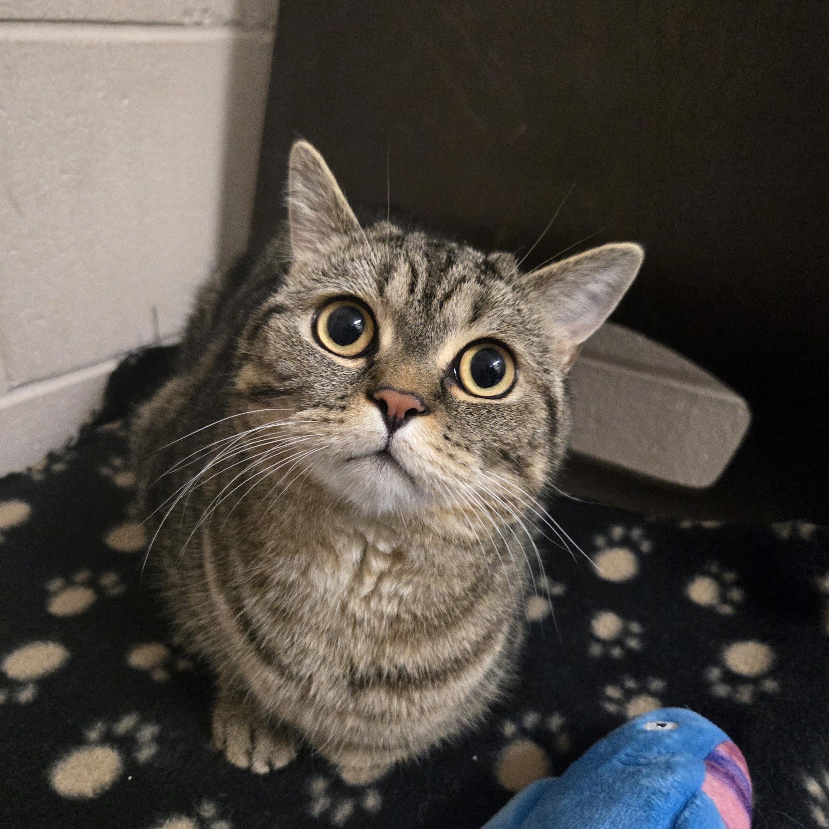 Enlarge Finn, a ADOPTABLE mixed breed in Bowmanville, ON image 3/3
