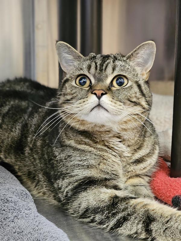Finn, ADOPTABLE, Adult Male British Shorthair & Domestic Short Hair.