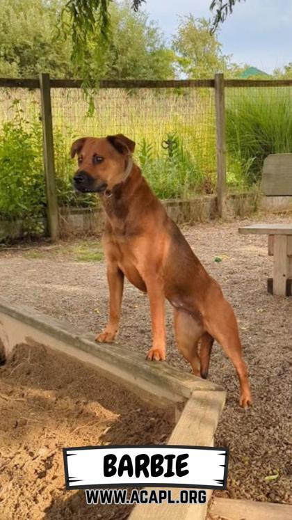 Enlarge Barbie, a Adoptable mixed breed in Ashtabula, OH image 1/2