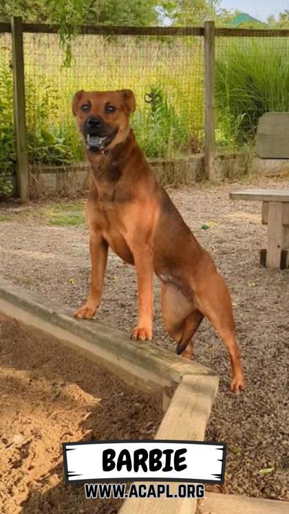 Enlarge Barbie, a Adoptable mixed breed in Ashtabula, OH image 2/2