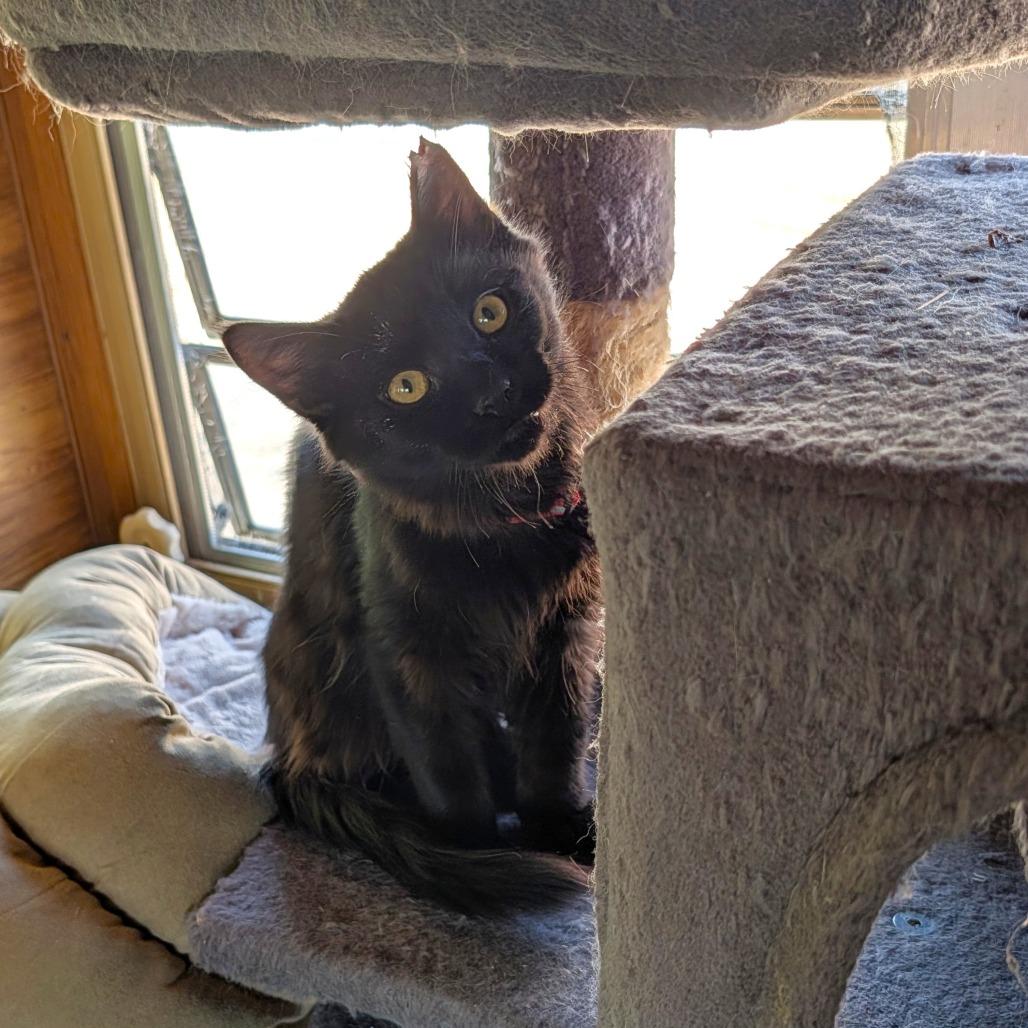 Merlin, Adoptable, Kitten Male Domestic Medium Hair.