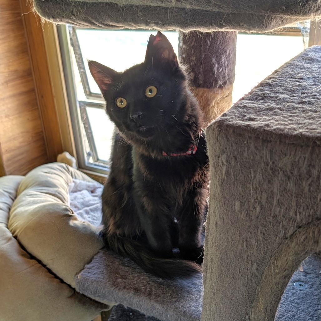 Enlarge Merlin, a Adoptable Domestic Medium Hair in Washoe Valley, NV image 2/2
