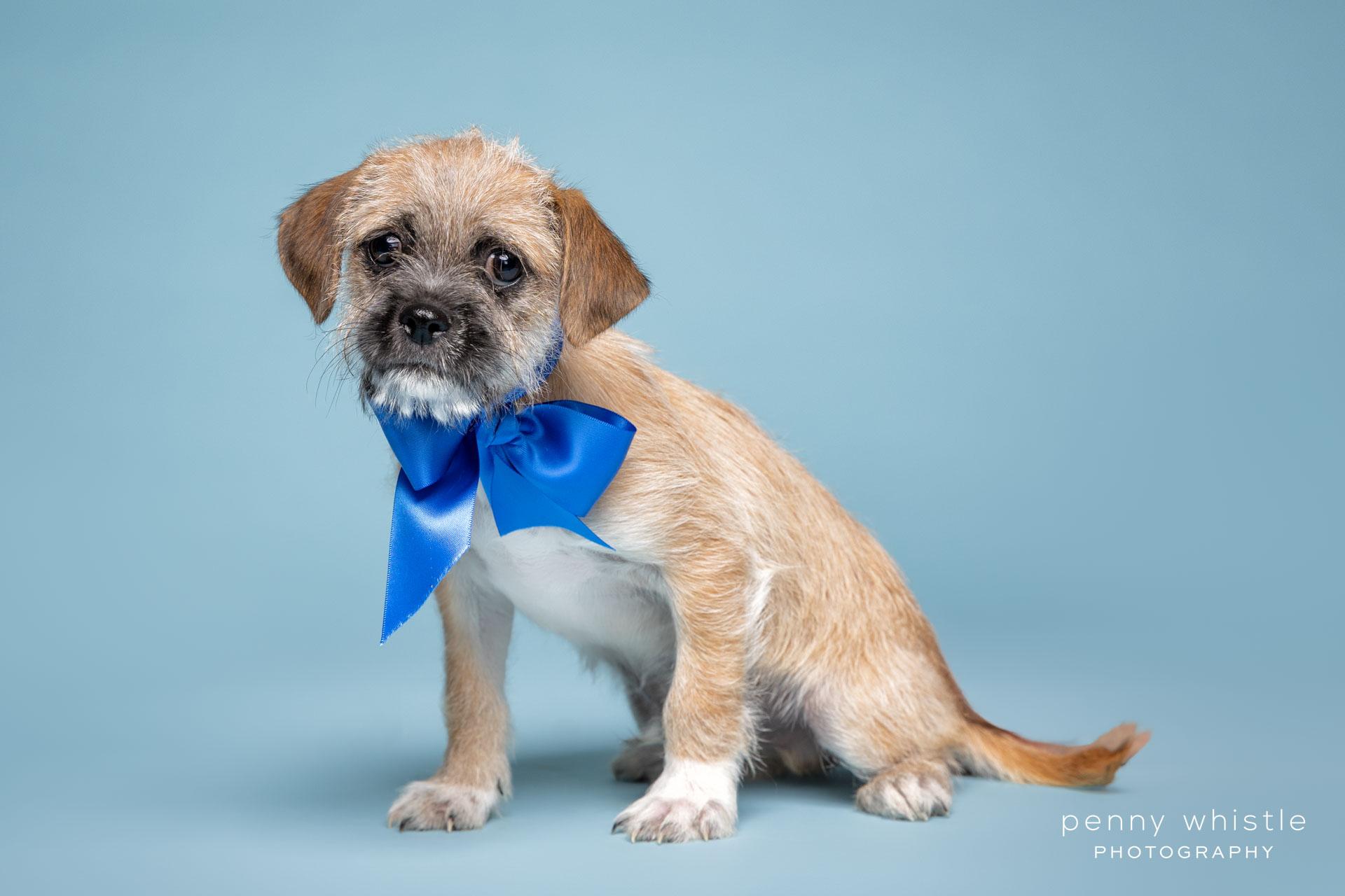 Nemo, a Adoptable mixed breed in Coppell, TX image 3/3