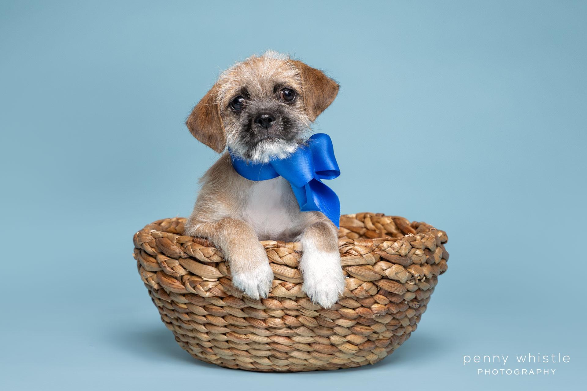 Nemo, a Adoptable mixed breed in Coppell, TX image 2/3