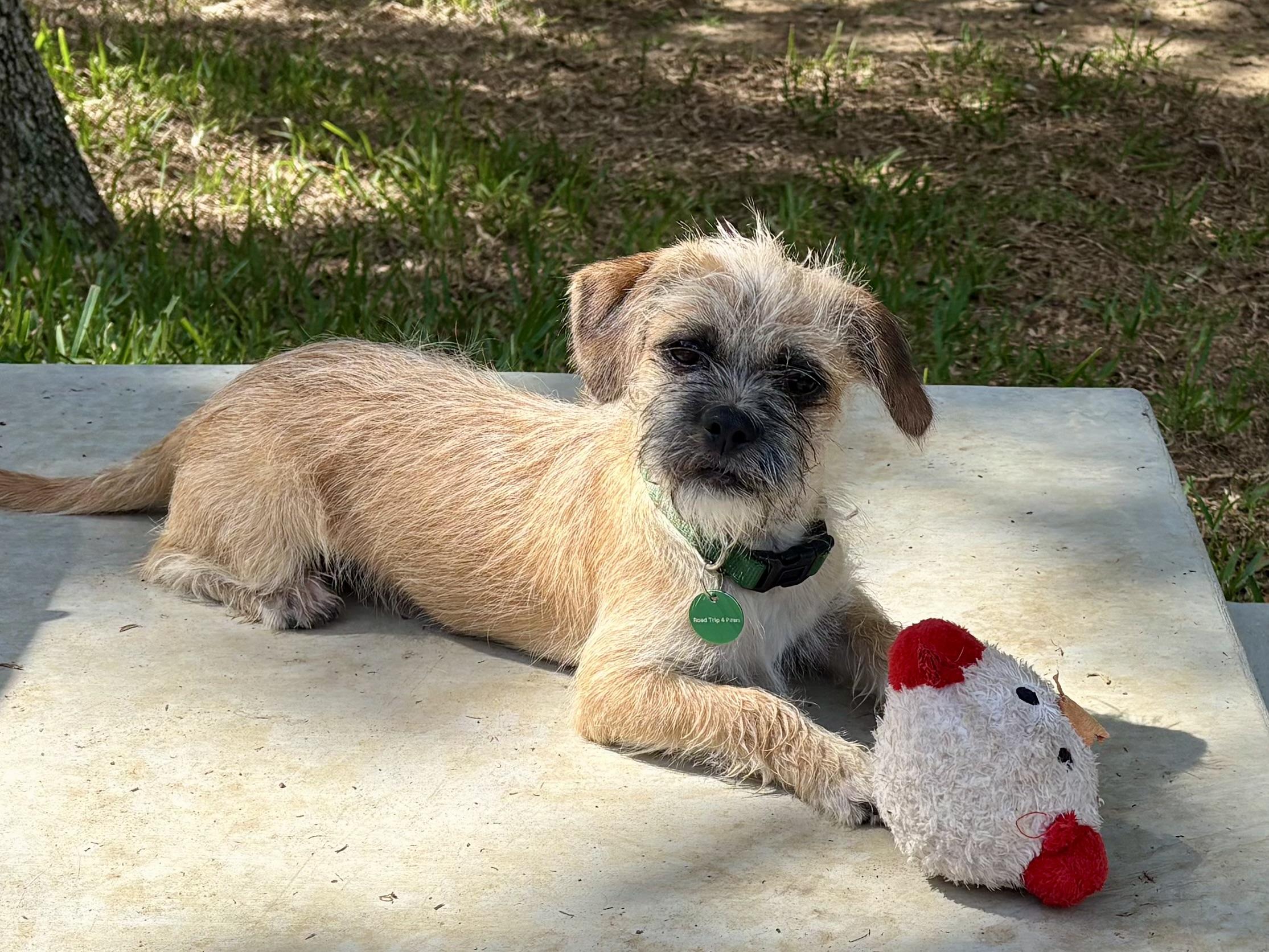 Nemo, a Adoptable mixed breed in Coppell, TX image 1/4