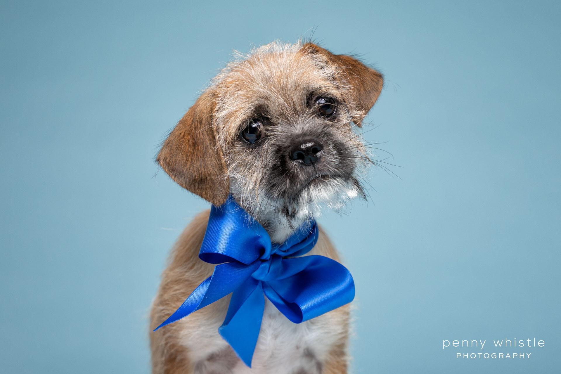 Nemo, a Adoptable mixed breed in Coppell, TX image 1/3