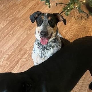 Enlarge Daisy, an adoptable mixed breed in Wadsworth, OH image 3/6