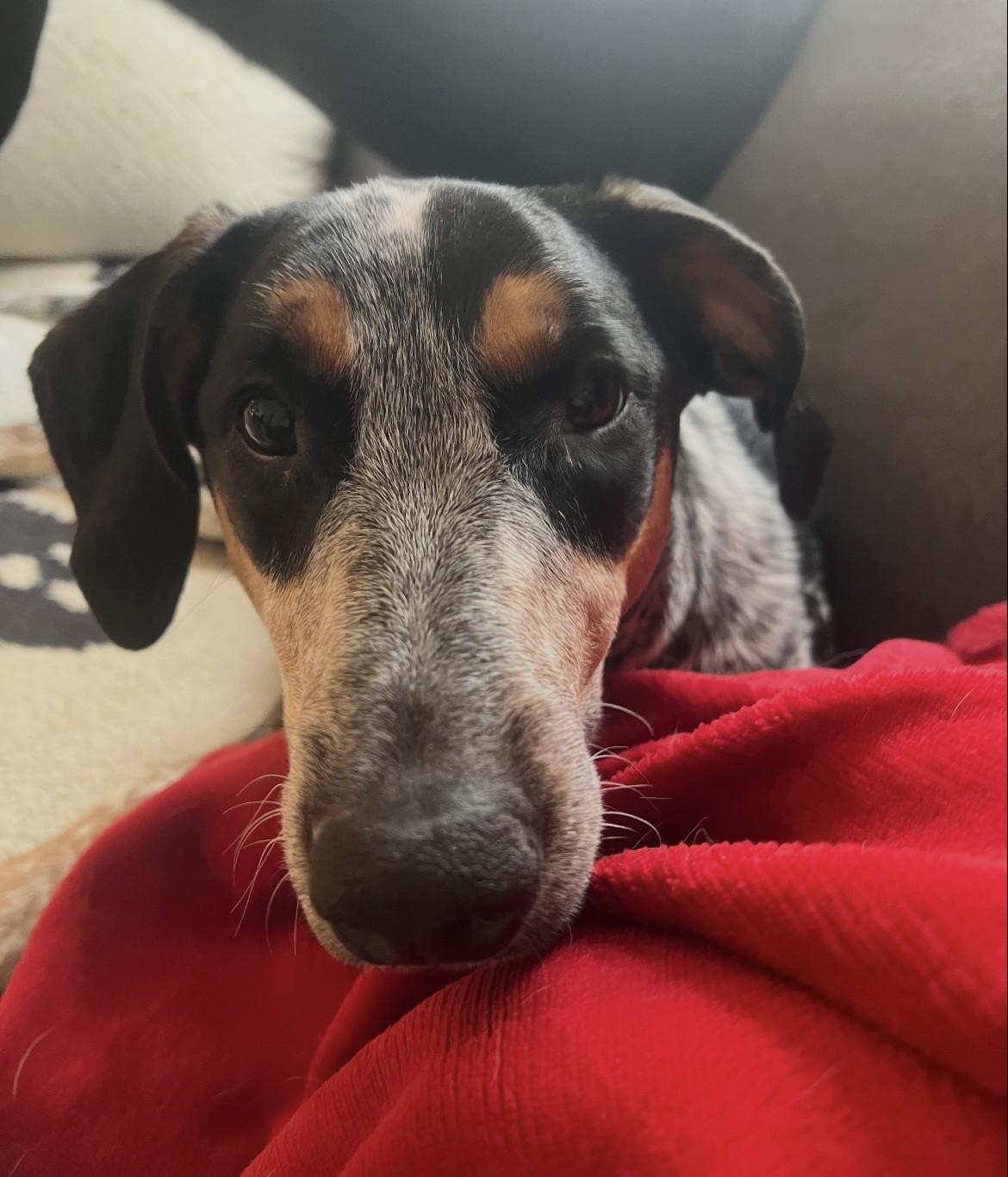 Enlarge Daisy, an adoptable mixed breed in Wadsworth, OH image 5/6