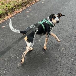 Enlarge Daisy, an adoptable mixed breed in Wadsworth, OH image 1/6