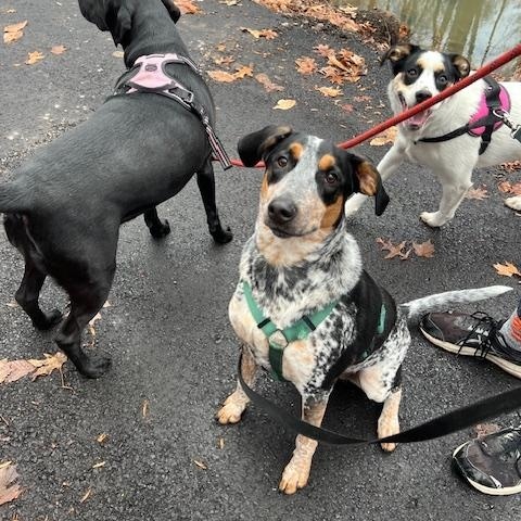 Enlarge Daisy, an adoptable mixed breed in Wadsworth, OH image 2/6