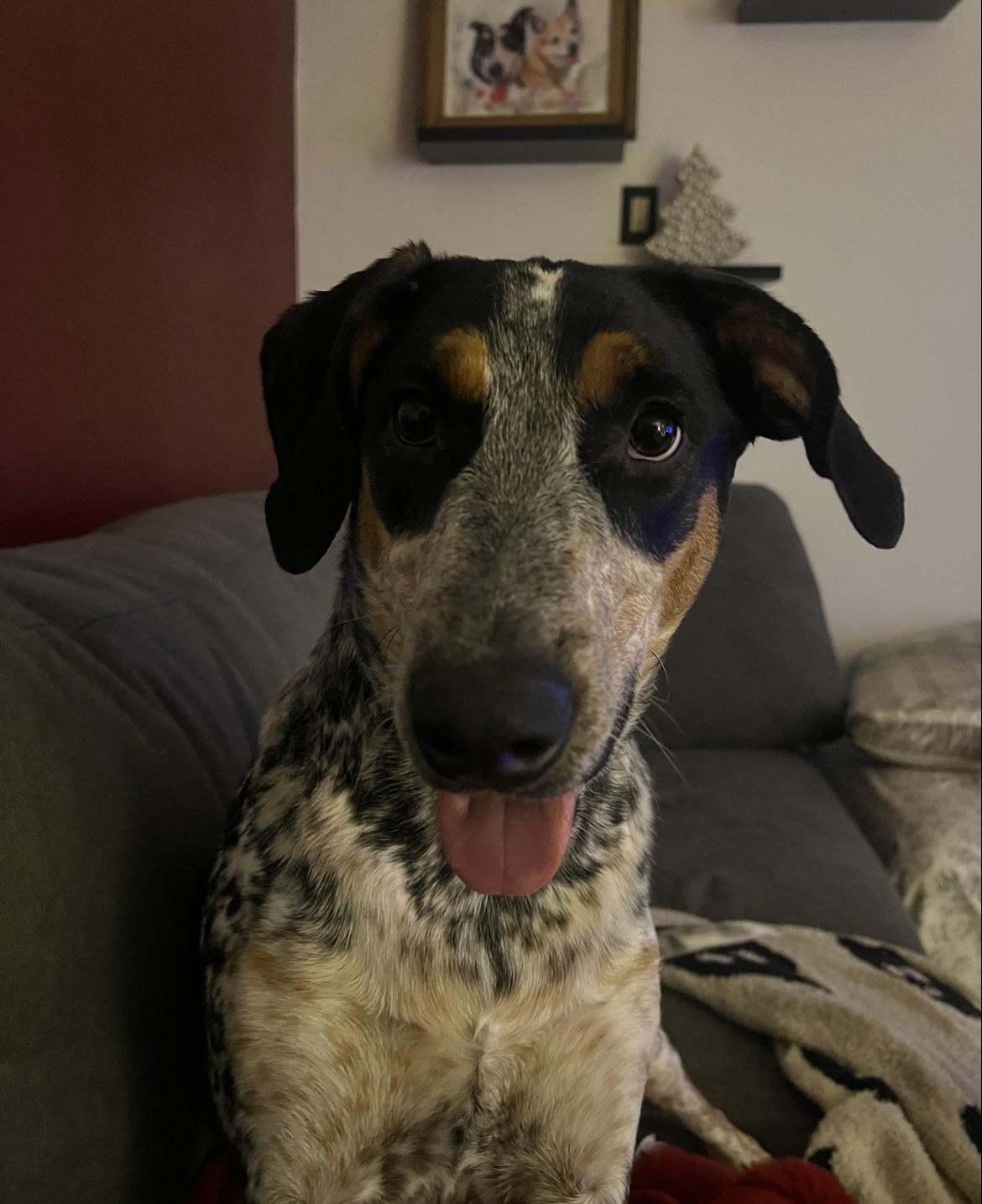 Enlarge Daisy, an adoptable mixed breed in Wadsworth, OH image 6/6