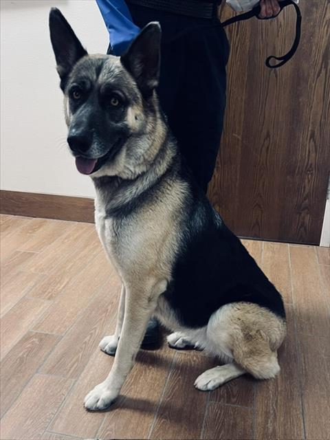 NOVA, Adoptable, Adult Female German Shepherd Dog.