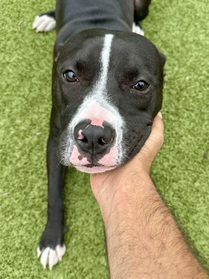 Enlarge Glurp Glurp, a Adoptable mixed breed in Wichita, KS image 1/3