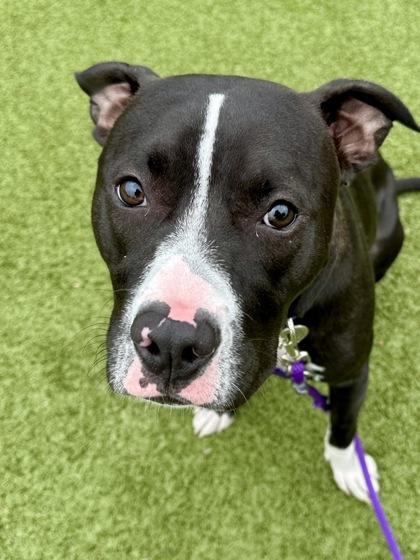 Enlarge Glurp Glurp, a Adoptable mixed breed in Wichita, KS image 2/3