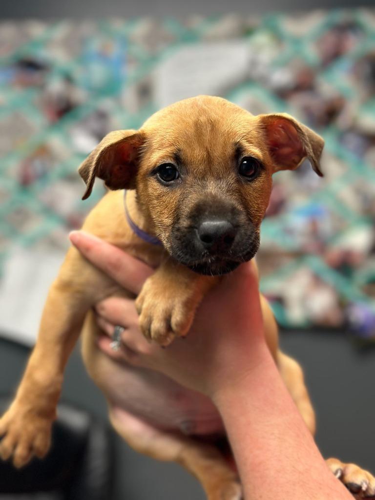 Enlarge Perrito, a Adoptable Mixed Breed in Chillicothe, OH image 1/1