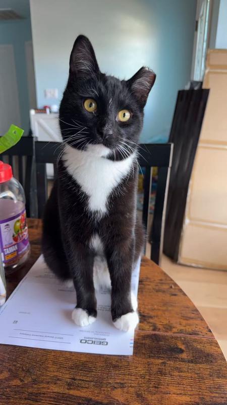 Noodle, Adoptable, Young Male Domestic Short Hair.