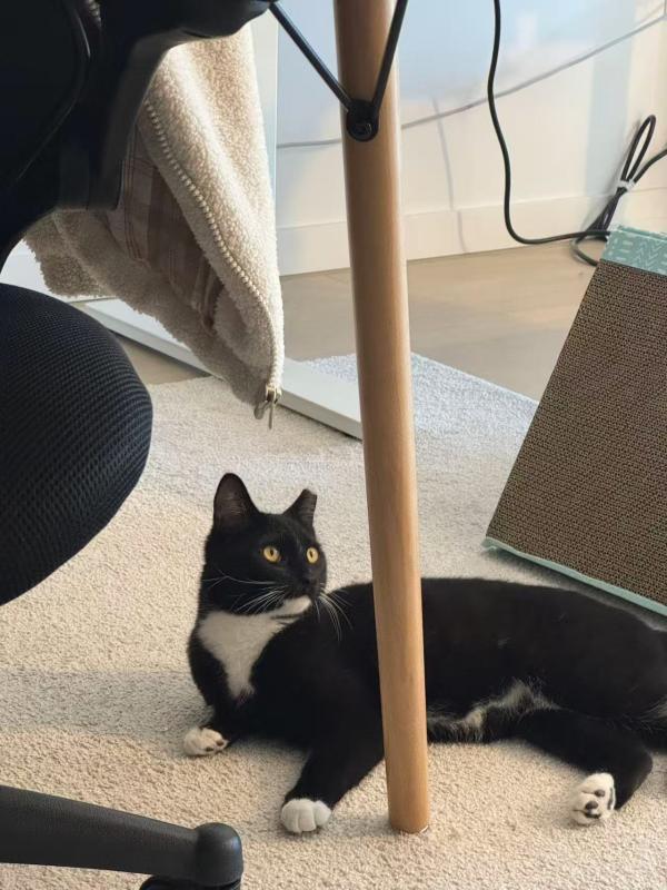 Enlarge Noodle, a Adoptable Domestic Short Hair in Sunnyvale, CA image 2/6