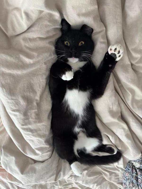 Enlarge Noodle, a Adoptable Domestic Short Hair in Sunnyvale, CA image 3/6