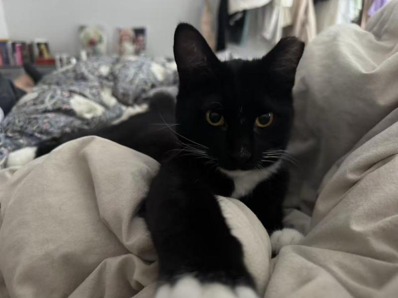 Enlarge Noodle, a Adoptable Domestic Short Hair in Sunnyvale, CA image 4/6