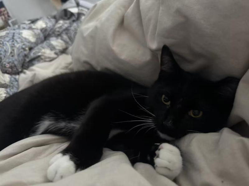 Enlarge Noodle, a Adoptable Domestic Short Hair in Sunnyvale, CA image 6/6