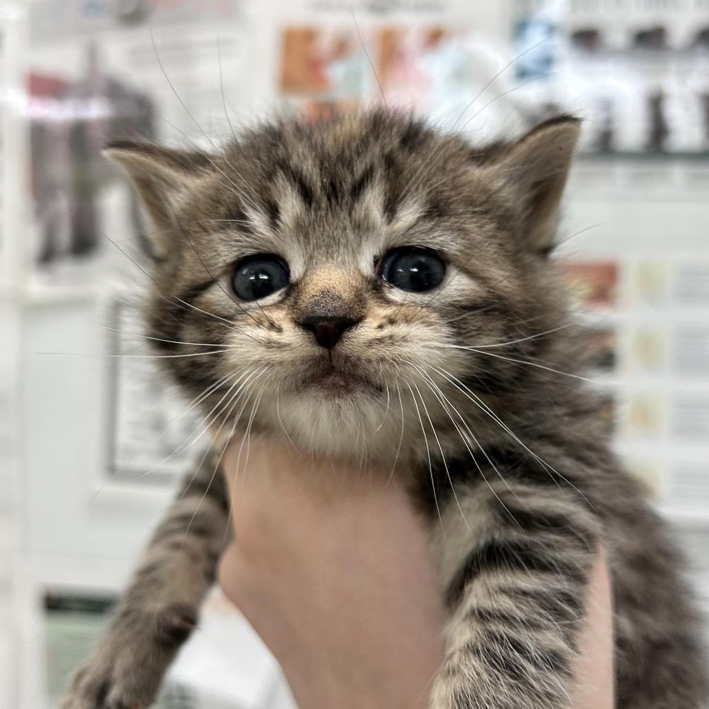 Ellie — thumbnail 2