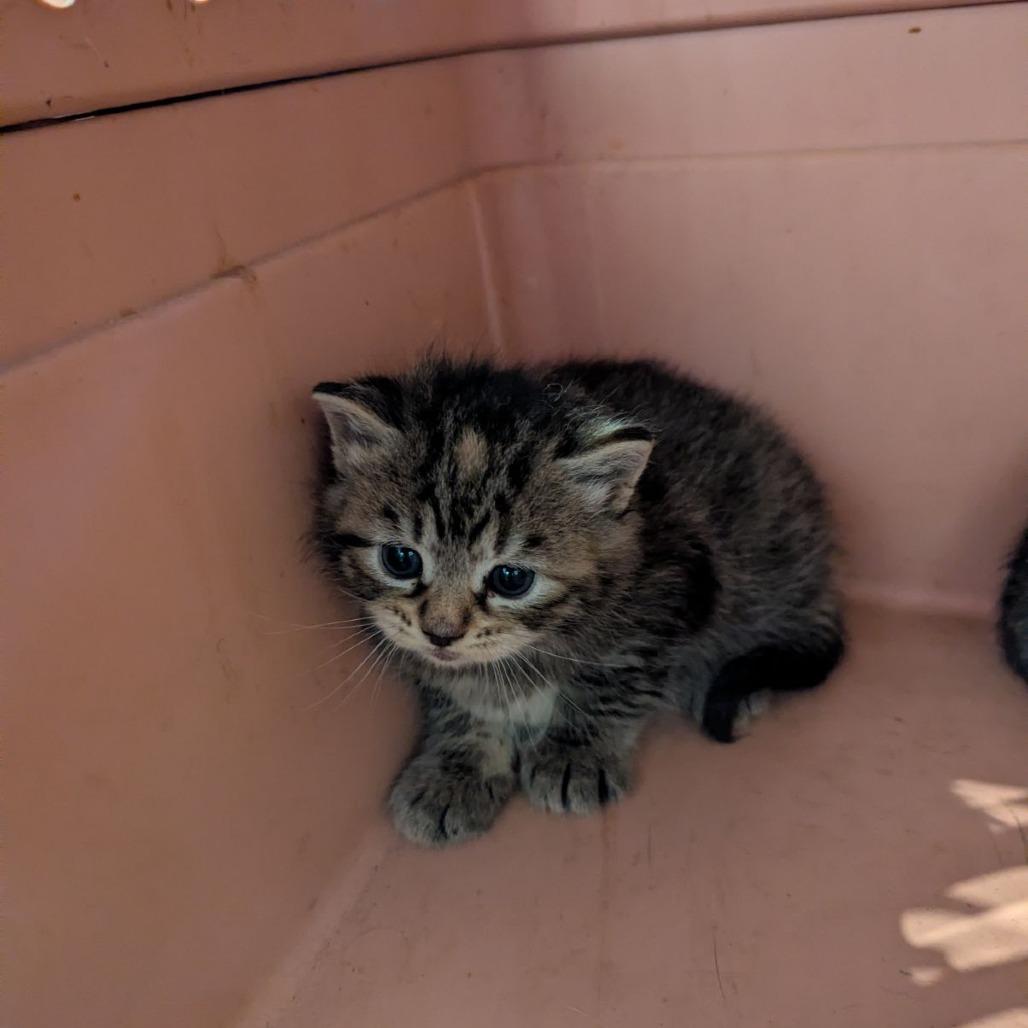 Ellie — thumbnail 3