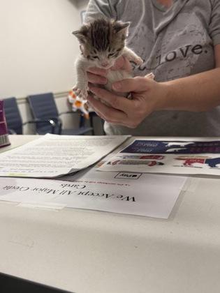 Enlarge Binx, a Adoptable mixed breed in Shreveport, LA image 1/3