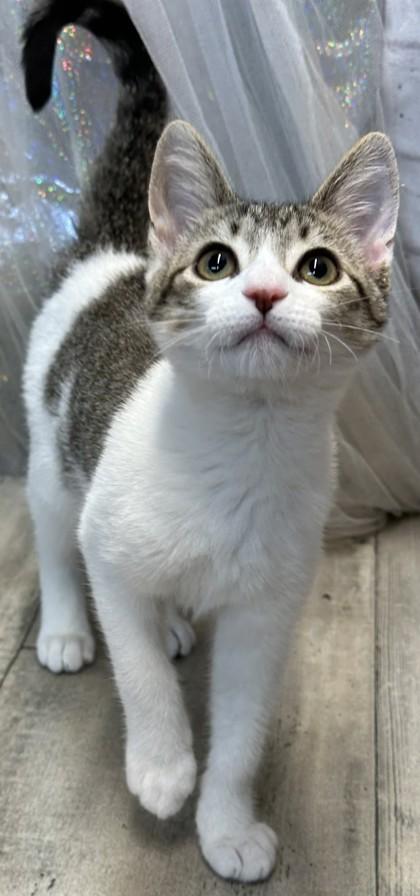 Enlarge Binx, a Adoptable mixed breed in Shreveport, LA image 2/3