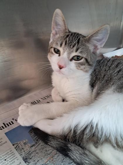 Enlarge Binx, a Adoptable mixed breed in Shreveport, LA image 3/3