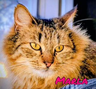 Marla, Adoptable, Adult Female Domestic Long Hair & Tabby.