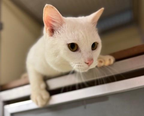 Blizzard, an adopted Domestic Short Hair in thomson, GA image 1/3