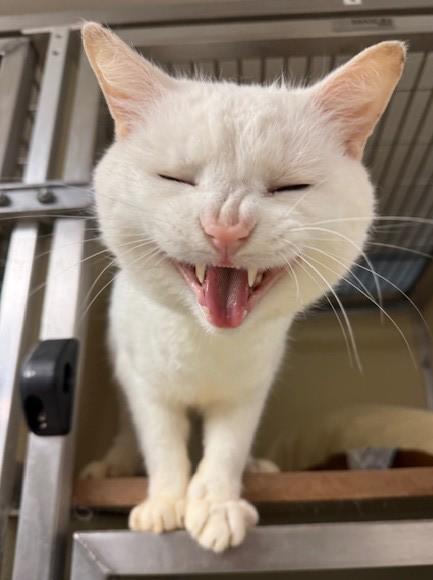 Blizzard, an adopted Domestic Short Hair in thomson, GA image 3/3