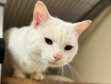 Blizzard, an adopted Domestic Short Hair in thomson, GA image 2/3