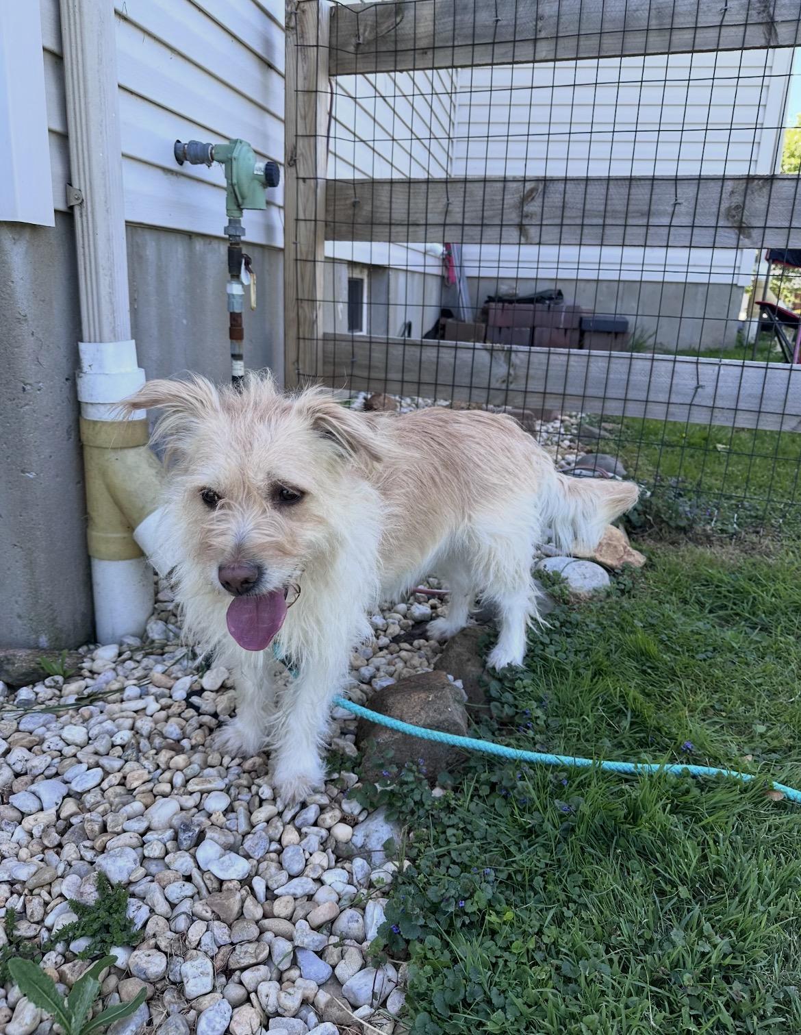 Katie, ADOPTABLE, Adult Female Terrier.