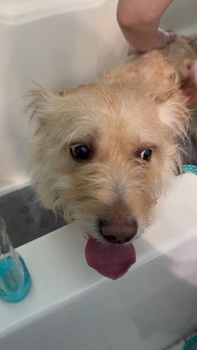 Enlarge Katie, a ADOPTABLE mixed breed in Lincoln University, PA video 2/3