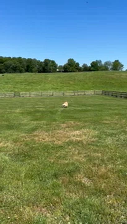 Enlarge Katie, a ADOPTABLE mixed breed in Lincoln University, PA video 3/3