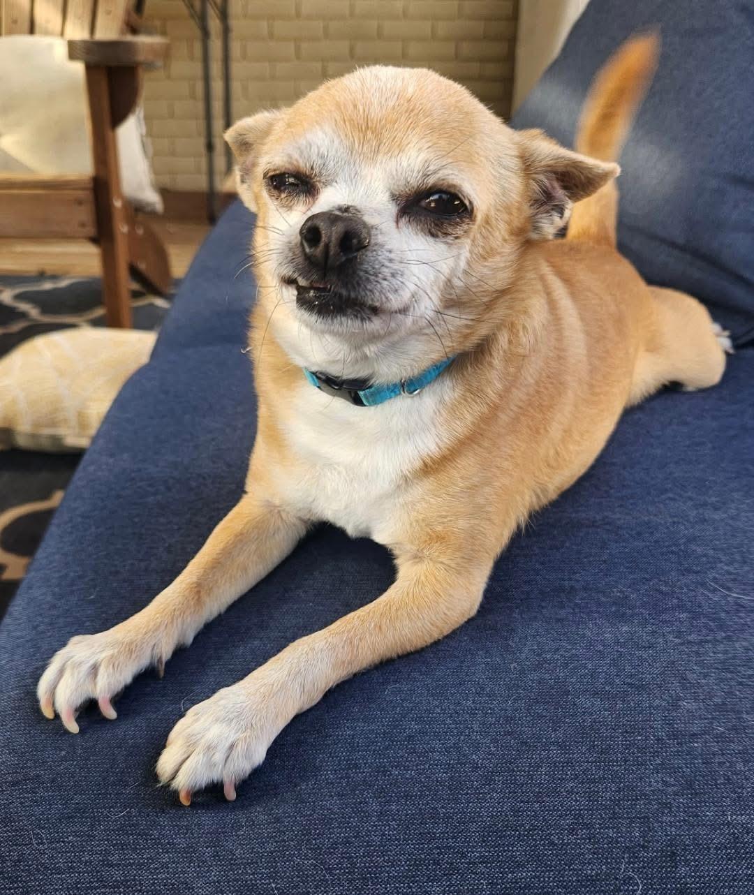 Enlarge Alex, a ADOPTABLE Chihuahua in Carrollton, TX image 2/4