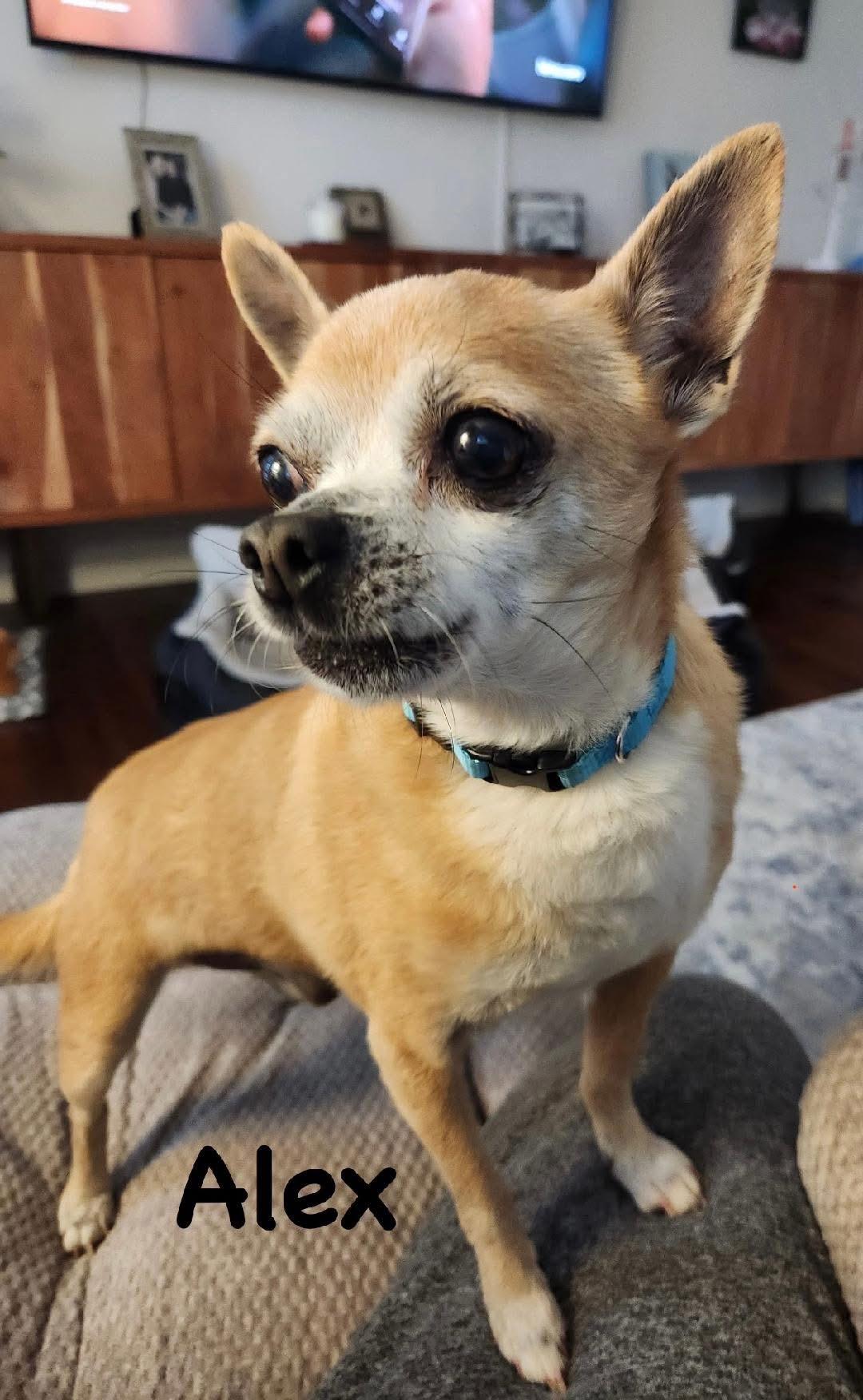 Enlarge Alex, a ADOPTABLE Chihuahua in Carrollton, TX image 3/4