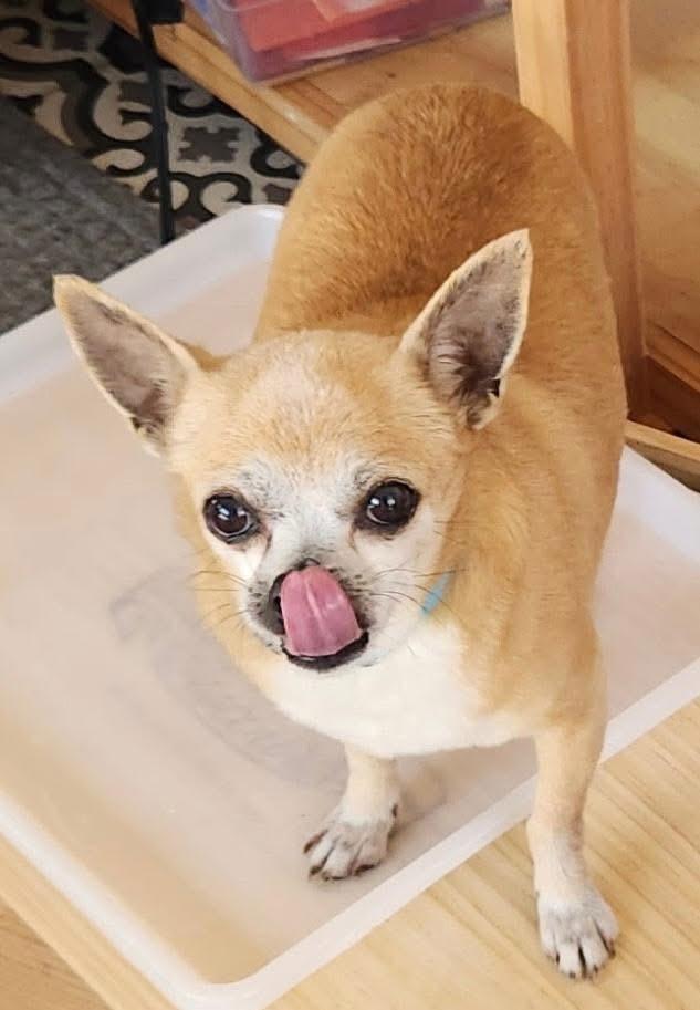 Enlarge Alex, a ADOPTABLE Chihuahua in Carrollton, TX image 4/4