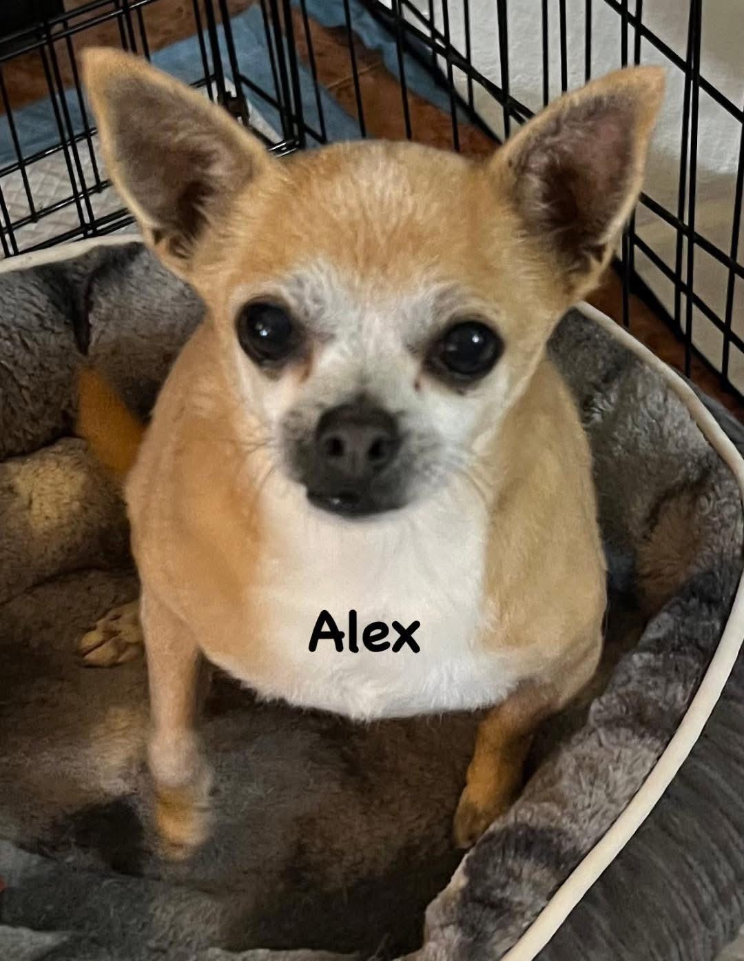 Enlarge Alex, a ADOPTABLE Chihuahua in Carrollton, TX image 1/4