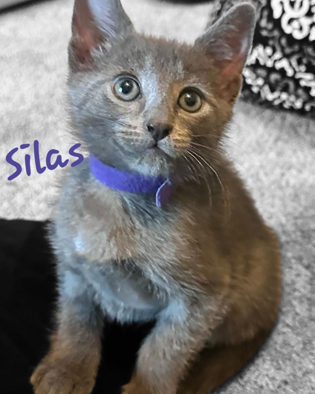 SILAS, Adoptable, Kitten Male Domestic Short Hair & Russian Blue.