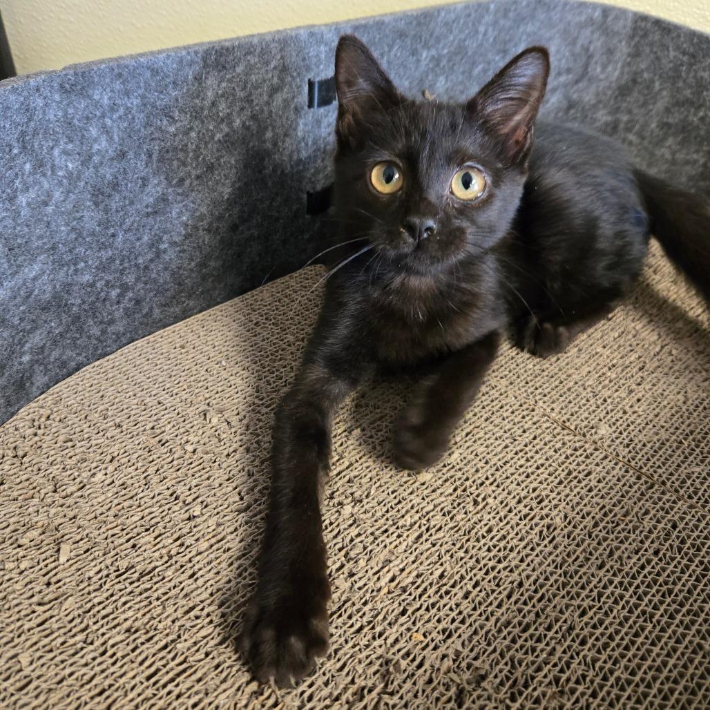 Enlarge Salami, a Adoptable Domestic Short Hair in Pennsville, NJ image 1/1