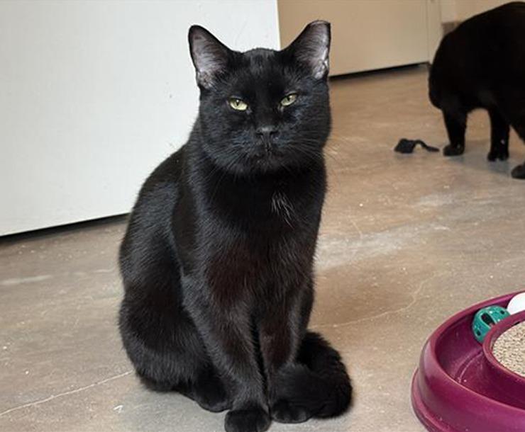 Riot, adopted, Adult Male Domestic Short Hair.