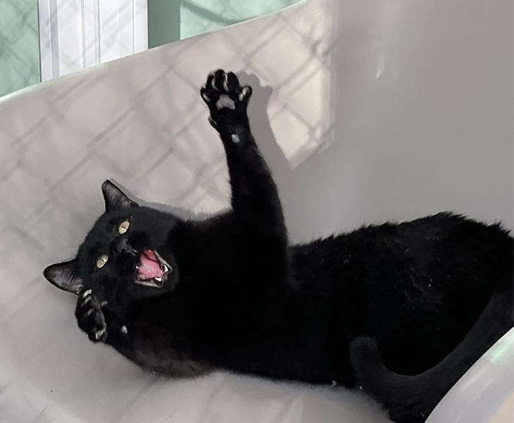 Enlarge Riot, an adopted mixed breed in Sultan, WA image 2/3