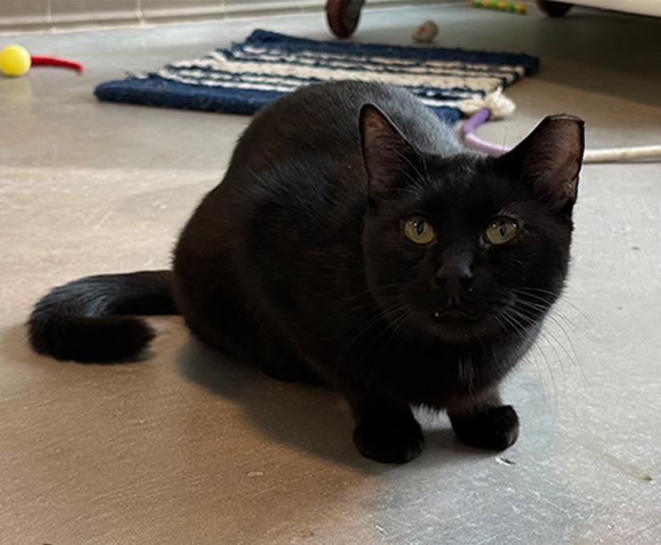 Enlarge Riot, an adopted mixed breed in Sultan, WA image 3/3