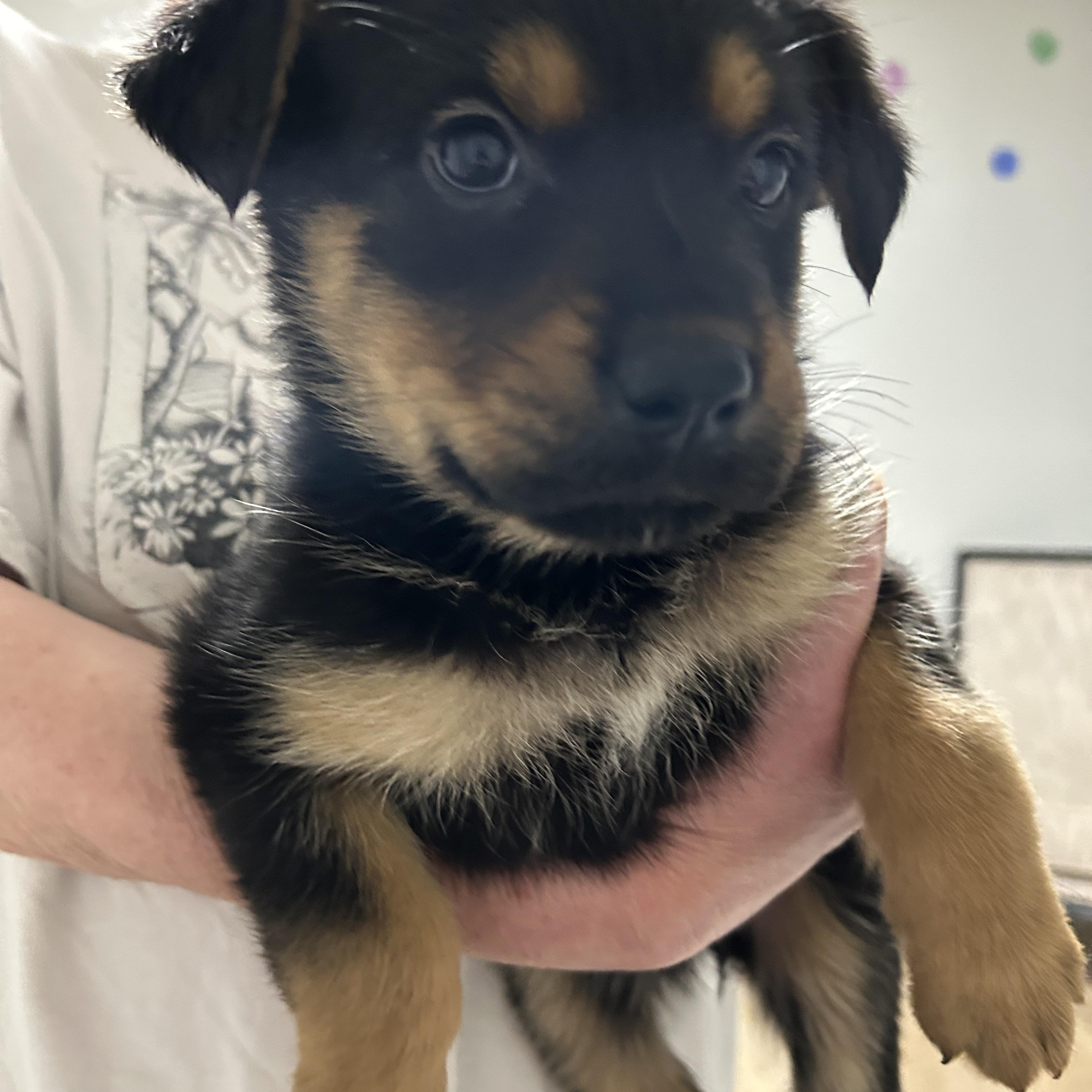 Puppy A